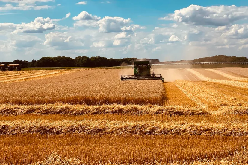 graanoogst bij doenradejpg