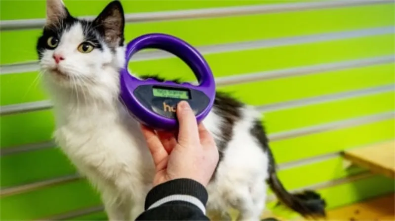 gratis chipactie voor katten