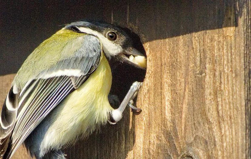 great tit 1164947 1280 koolmees nestkast