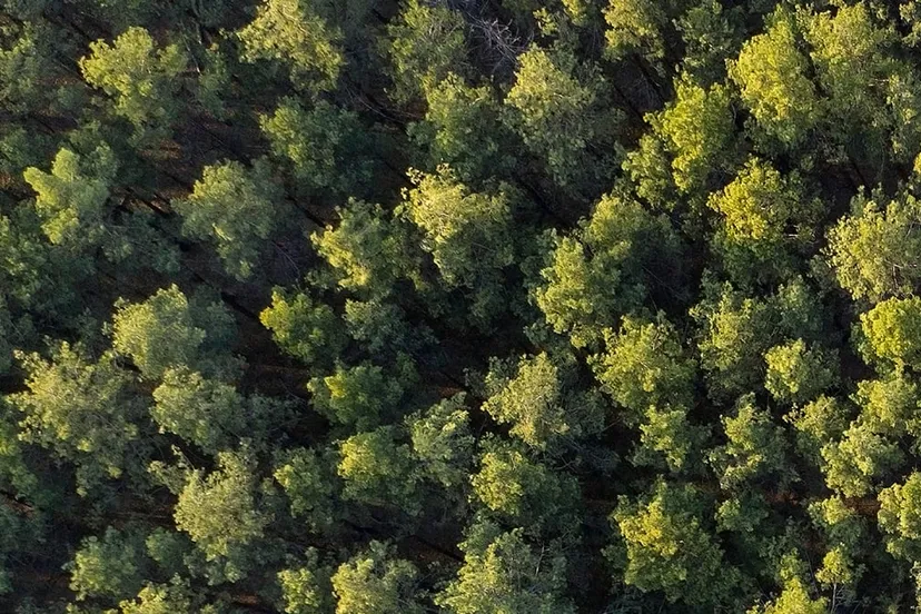 groen bos gezien van boven