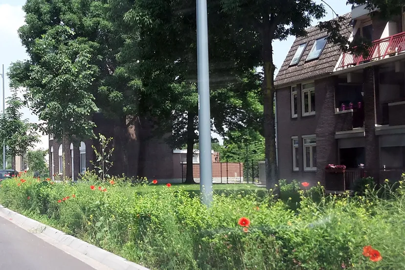 groen langs de weg bij rotonde de wissel in sittard