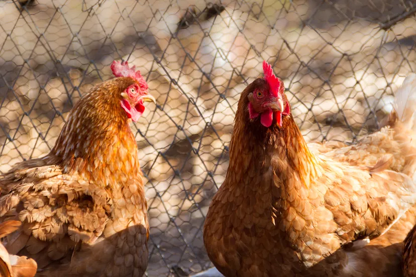 groep geassorteerde kippen in het kippenhok