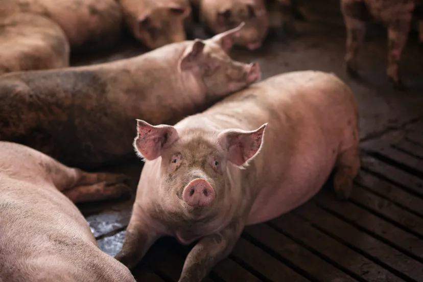 groep varkens huisdieren bij varkensboerderij