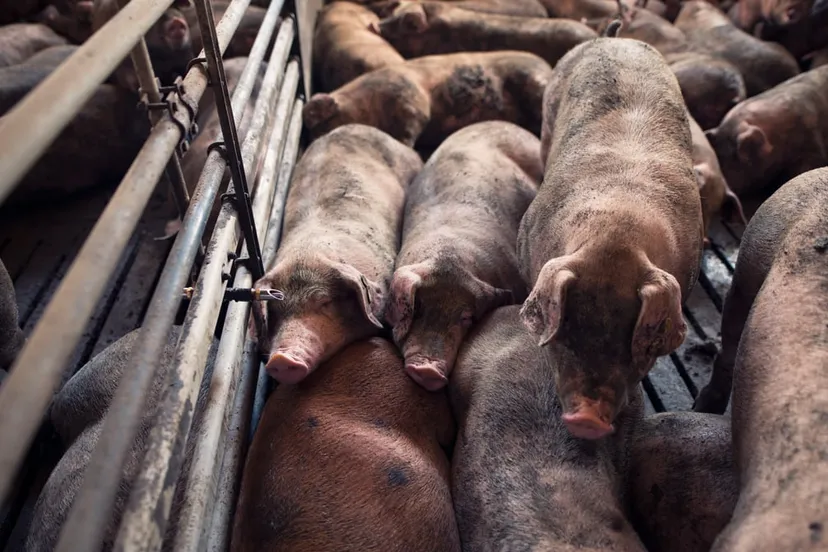 groep varkens slapen op varkensboerderij