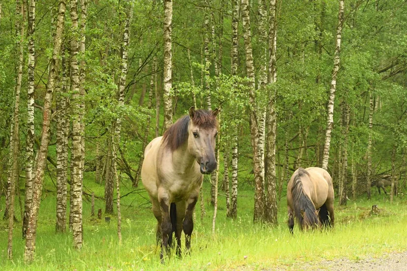 groeve t rooth konik henk heijligers
