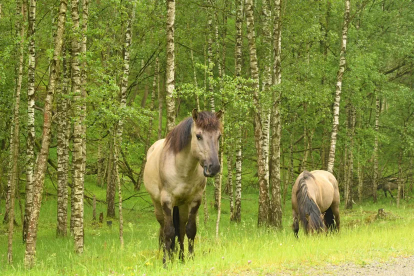 groeve t rooth konik henkheijligers hli 7092