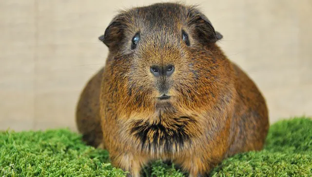 guinea pig 501622 640 cavia pixabay cc0