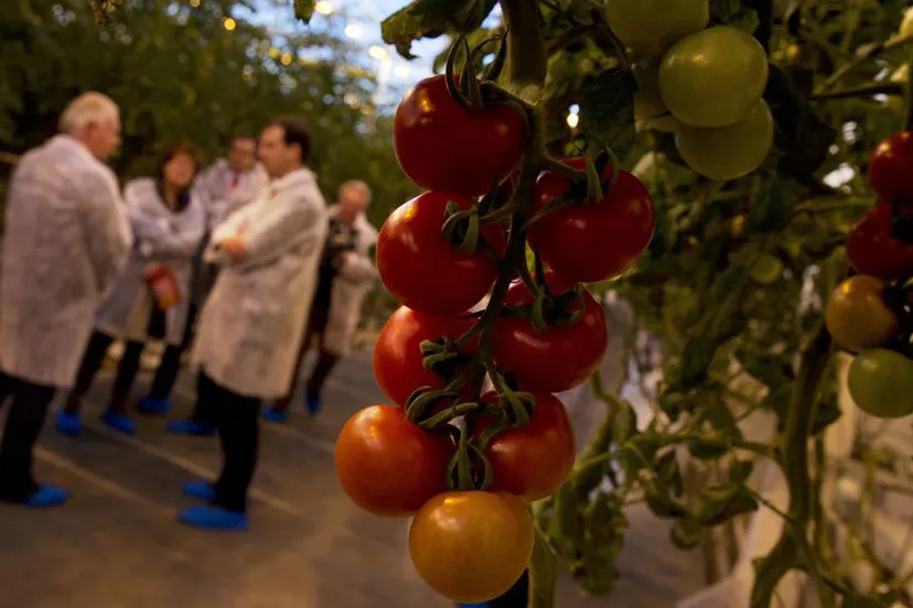 h08u017im4wvmokxhssxxfqa8 tomatentomaatkassenwestlandboerengroentevoedseletenhqfo