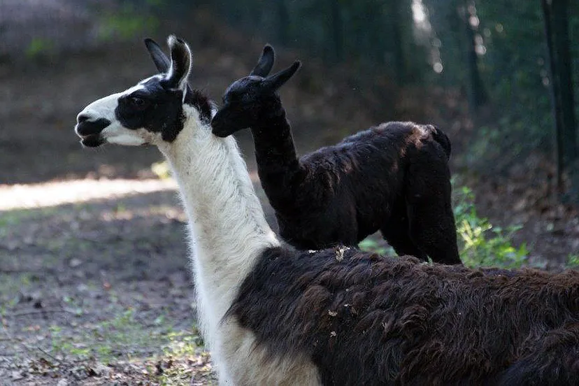 h3ma3kau02k99zmv940qlehox azura en akilia