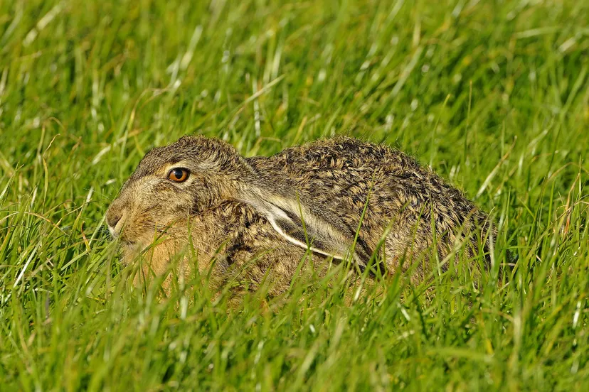 haas henk heijligers 0611