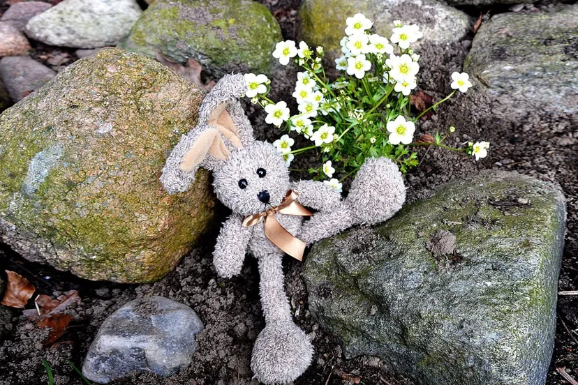 haas knuffel cc0 pixabay