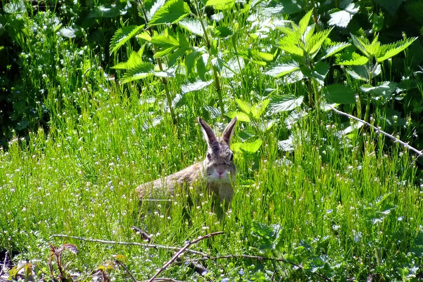 hare 104841 1280 haas paashaas cc0 via pixabay