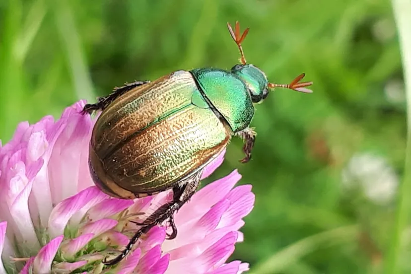 hb kleine julikever 1