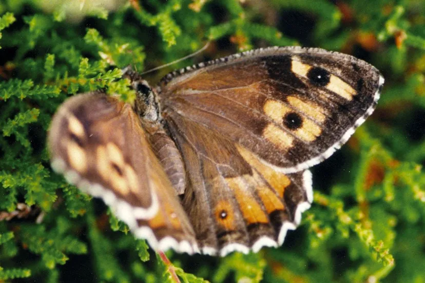 heivlinder via wikimedia