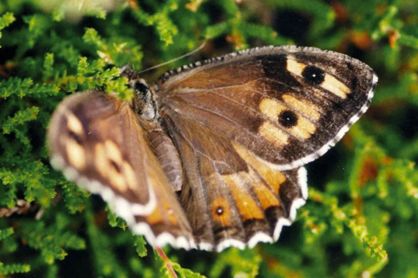 heivlinder via wikimedia