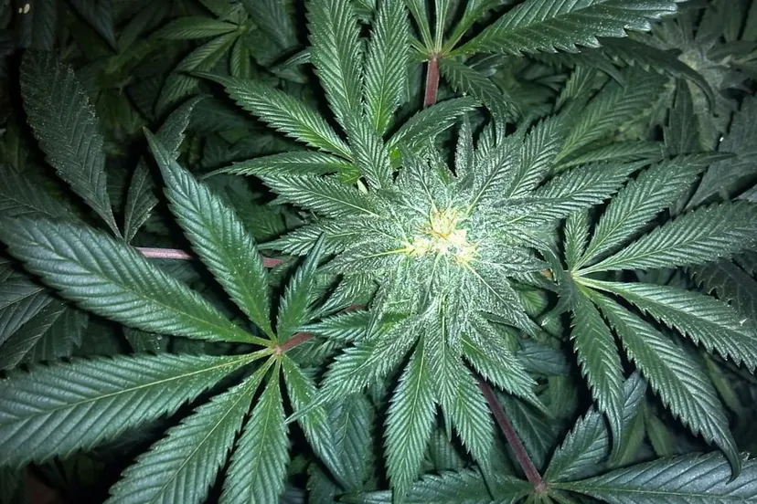 hennep hennepplantage plantage