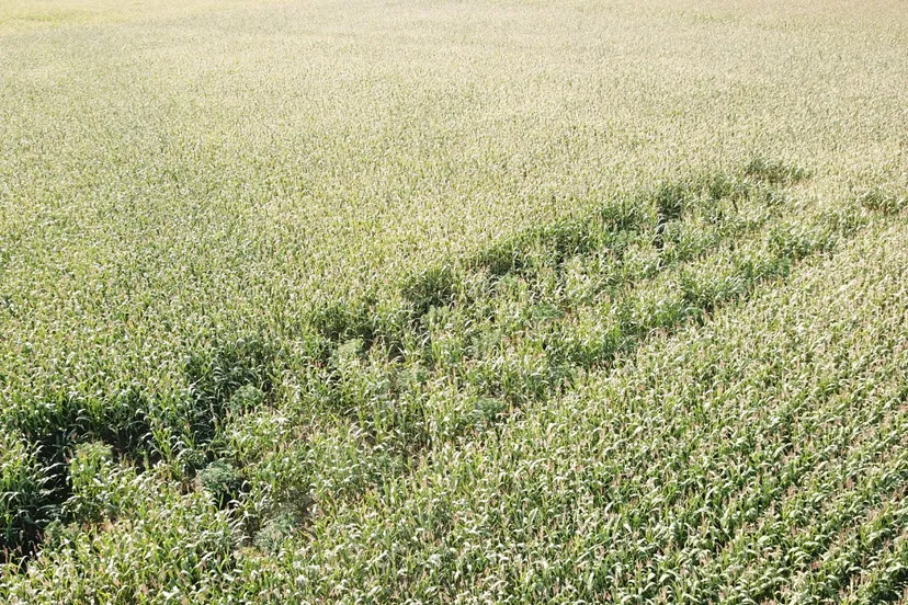 hennep in een maisveld