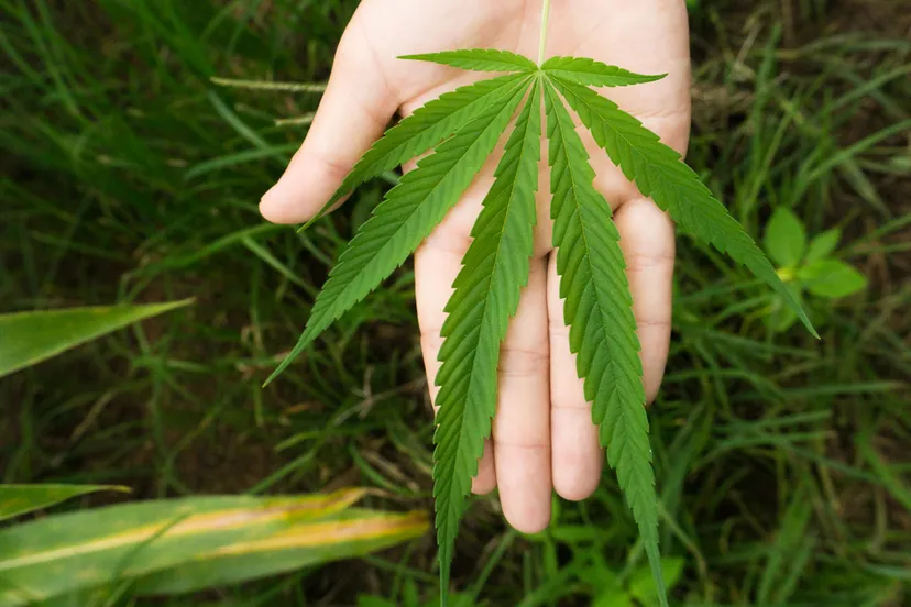 hennepplant bladeren