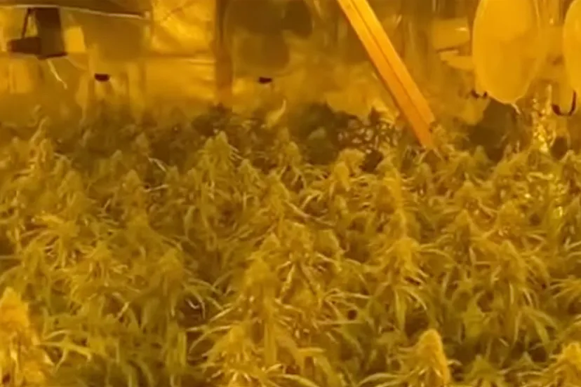 hennepplantage geleen opgerold na tip