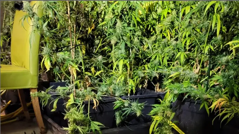 hennepplantage henric van veldekestraat sittard