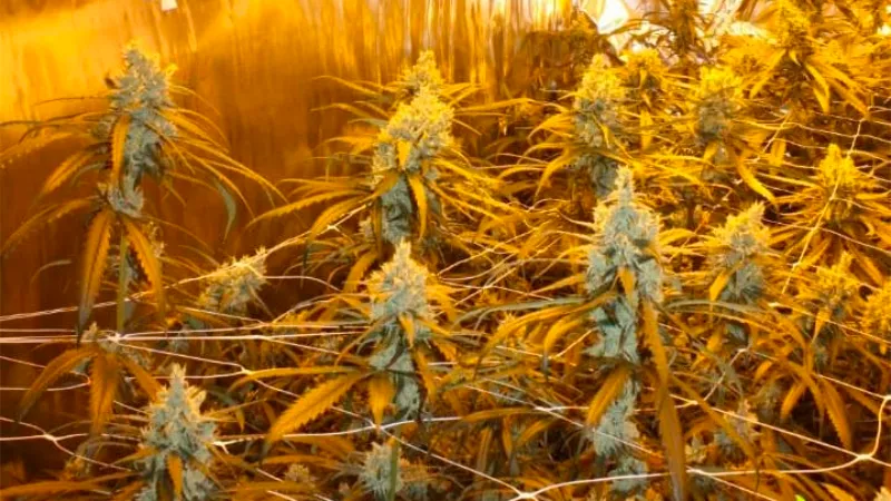 hennepplantage in geleense flat opgerold