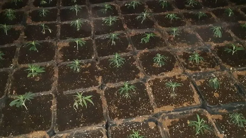 hennepplantage in spookbewoonde woning annastraat