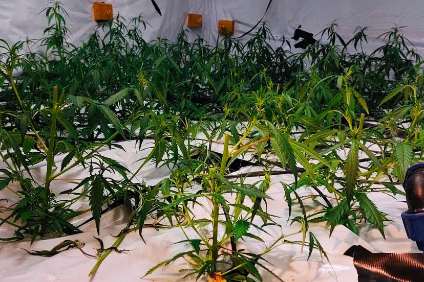 hennepplantage rijksweg noord geleen