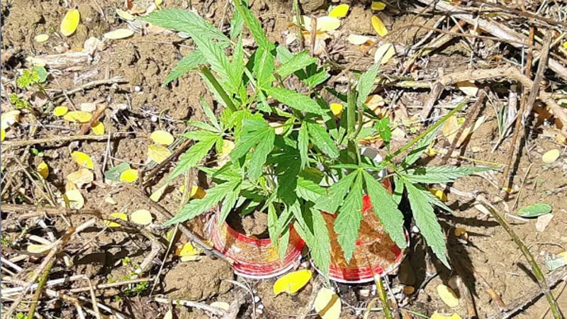 hennepplanten in de bosjes