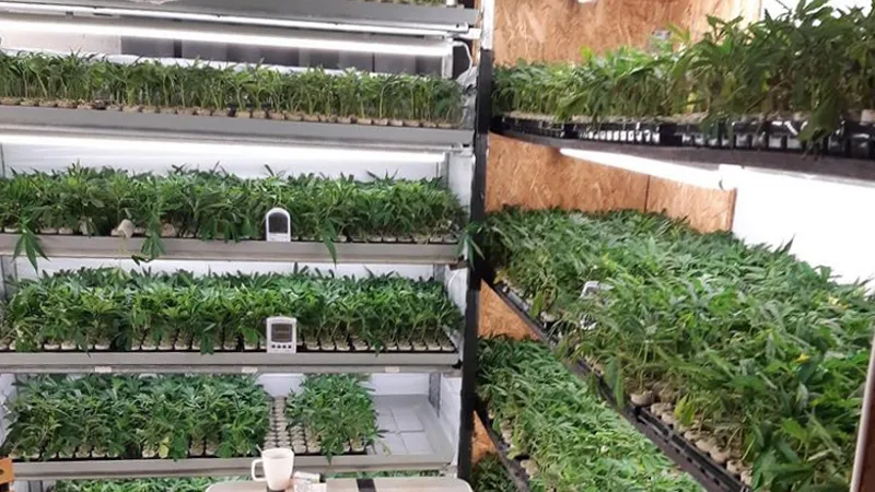 hennepstekjesplantage