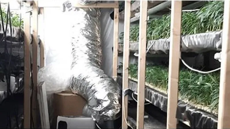 hennepstekkerij sittard