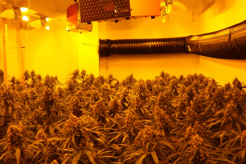 hennepteelt bergerweg sittard foto bjorn de hoog