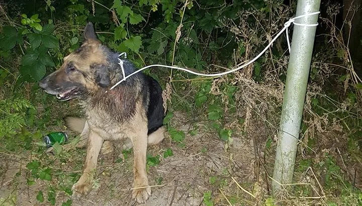 herdershond achtergelaten bij tankstation in born