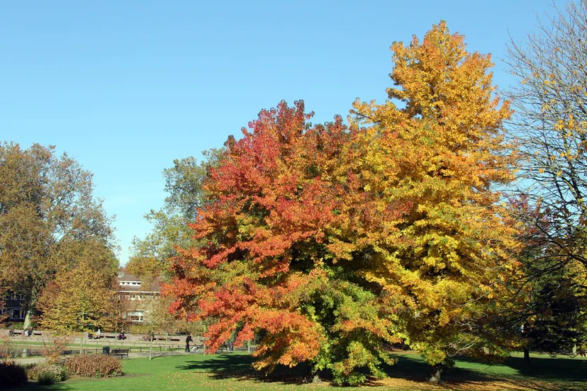 herfst 2016 stadspark