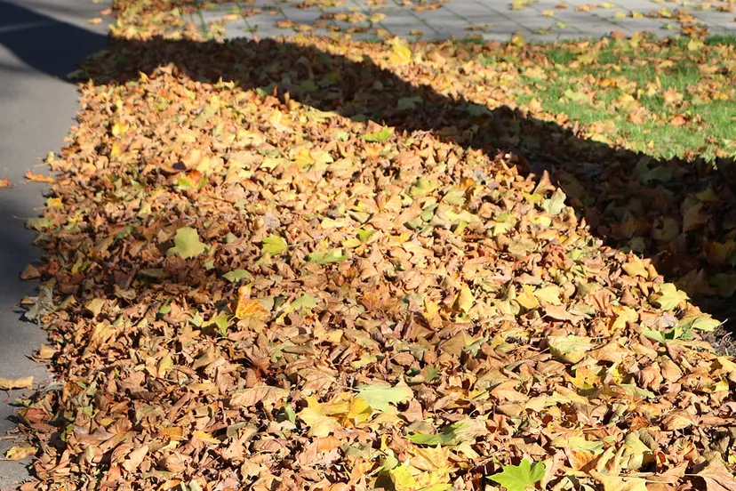 herfst gevallen bladeren 2020