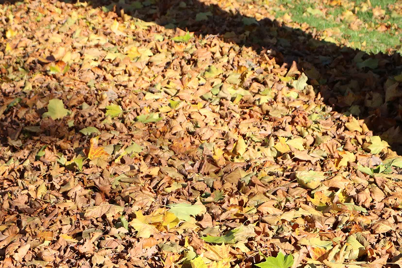 herfst gevallen bladeren bladvegen
