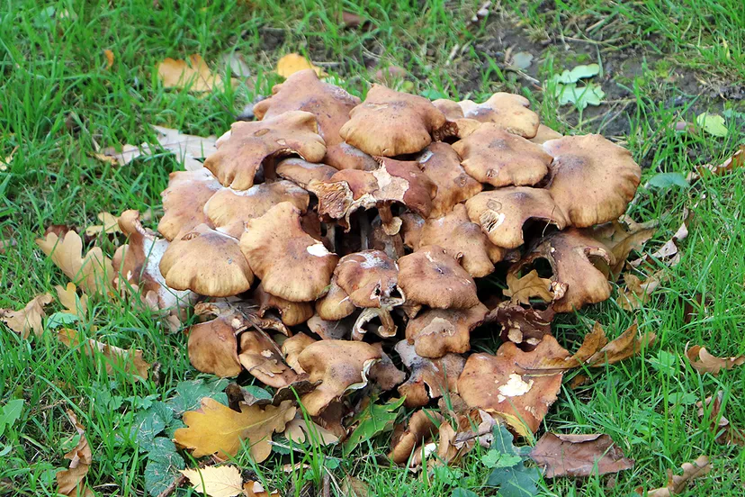 herfst stadspark sittard 2020