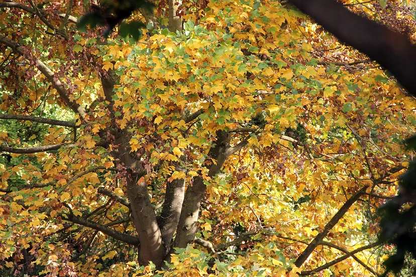 herfstfoto ginkgo biloba herfst tuin agnetenberg