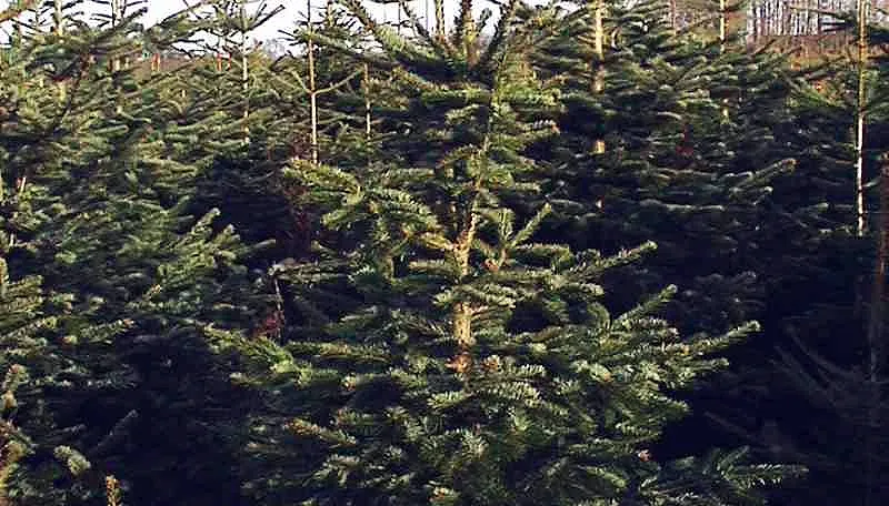 hinrich cc by sa 20 via wikimedia commons