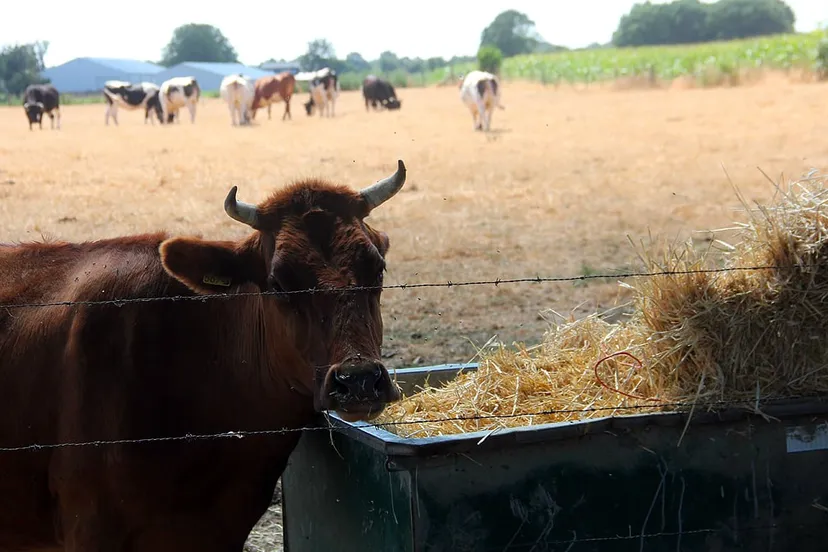 hittegolf en droogte