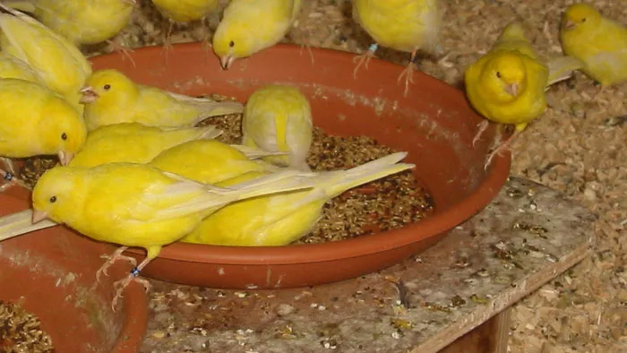 hnssf8f2n2zn82knvrrrnoo8s kanaries