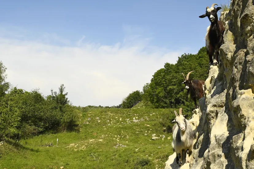 hollandse landgeiten hli3790