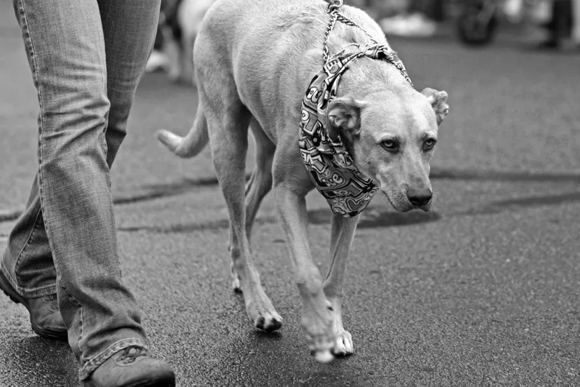 hond aan normale riem