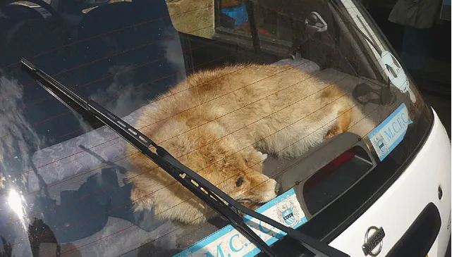 hond in hete auto karl and ali cc by sa 20