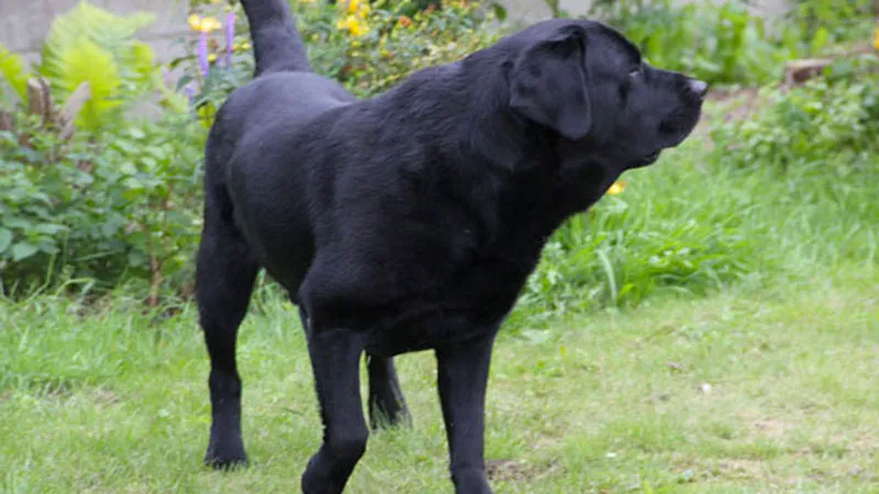 hond labrador bodie uitlaten