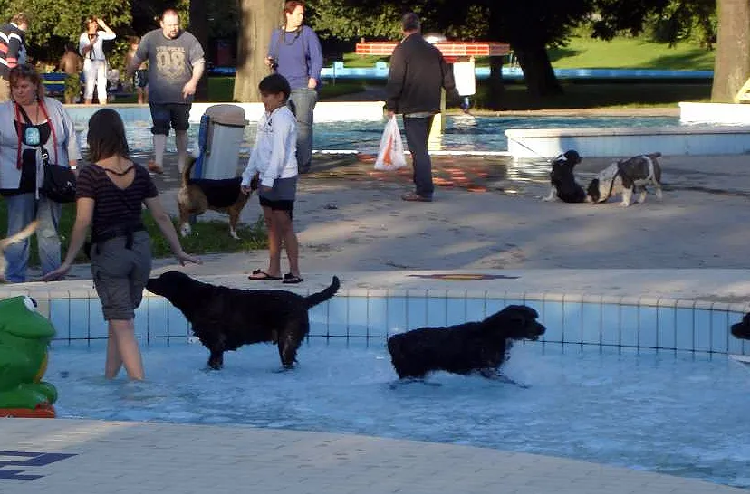 honden zwemmen glanerbrook