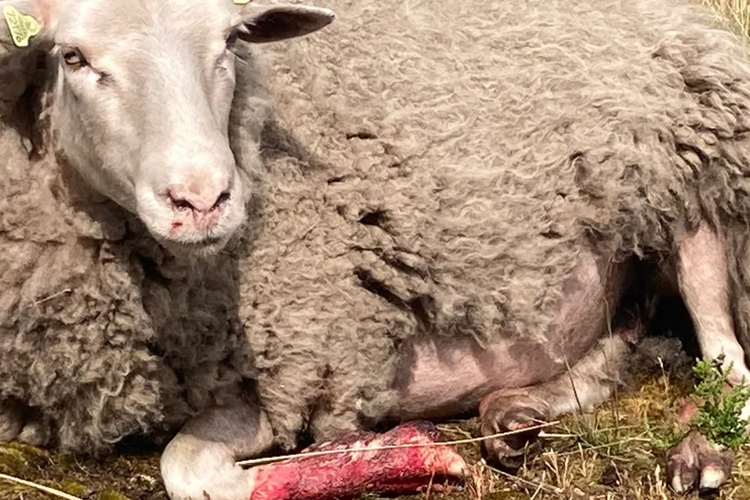 hondenaanval schapen 5