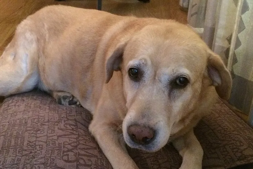 hondenbelasting 2016