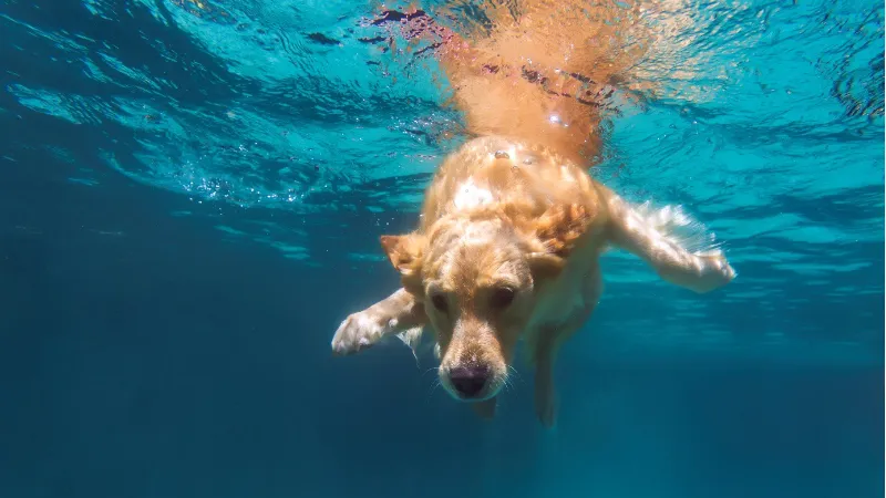 hondenzwemmen nieuwe hateboer 2021