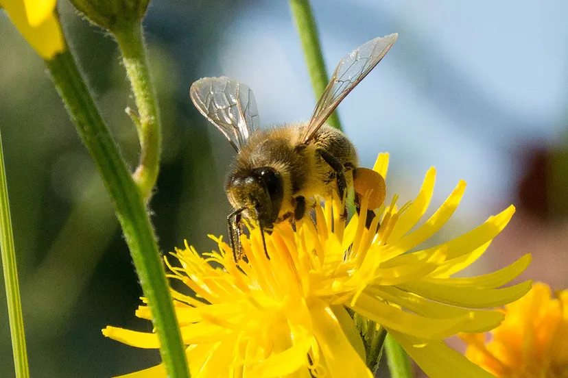 honingbij bij honing cc0 pixabay bee 802589 1280