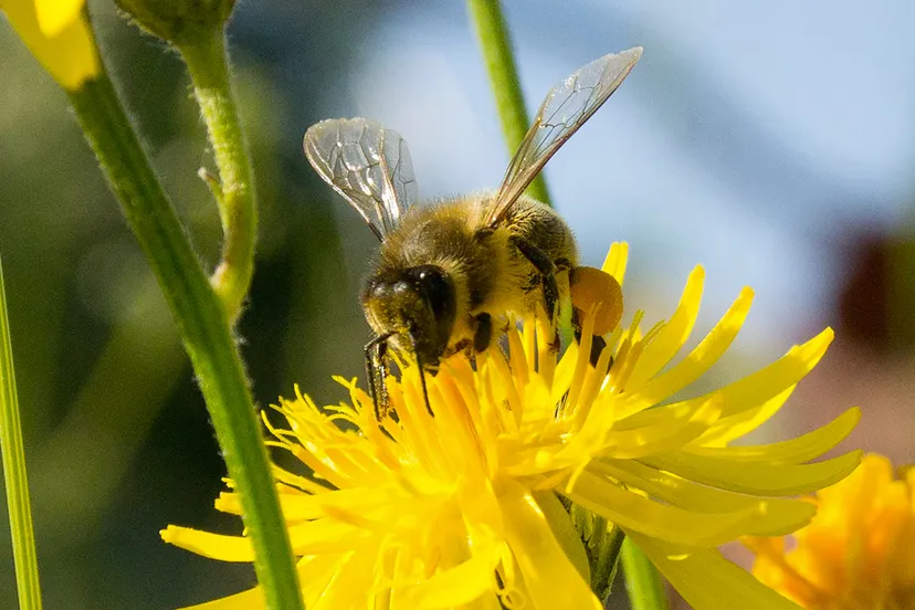 honingbij pixabay cc0